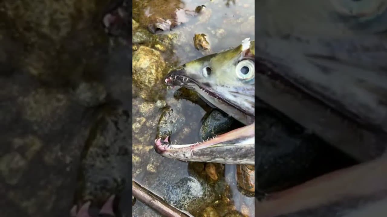 一条损耗在行军路上的三文鱼
