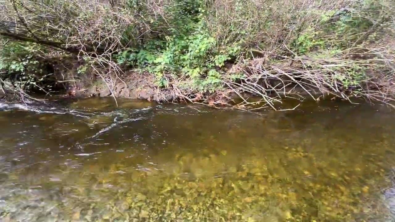 老王農場今日實境：三文魚出現了！