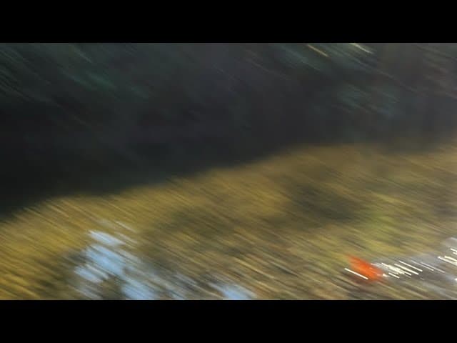 私家农场三文鱼回流直播