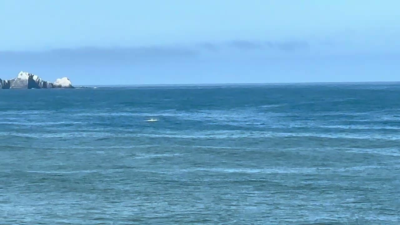 盯着小须鲸在海边玩，为什么湾区是夏日避暑胜地