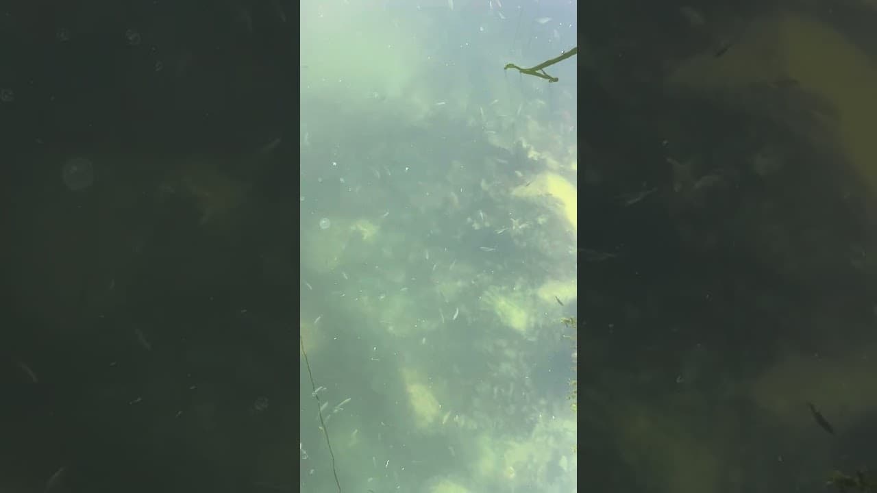 加拿大海边的真实生态环境:疗愈心灵